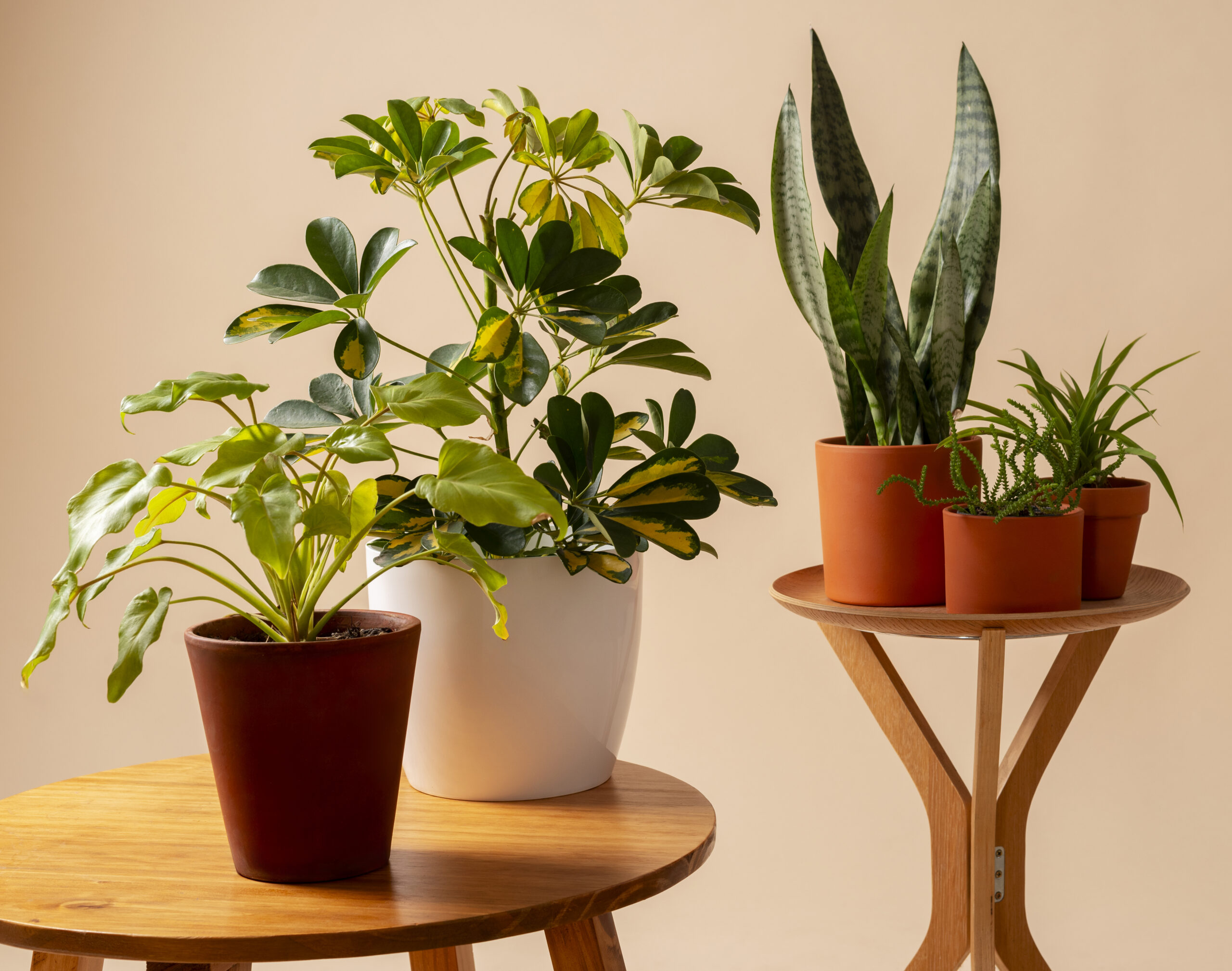 still life with indoor plants (2)